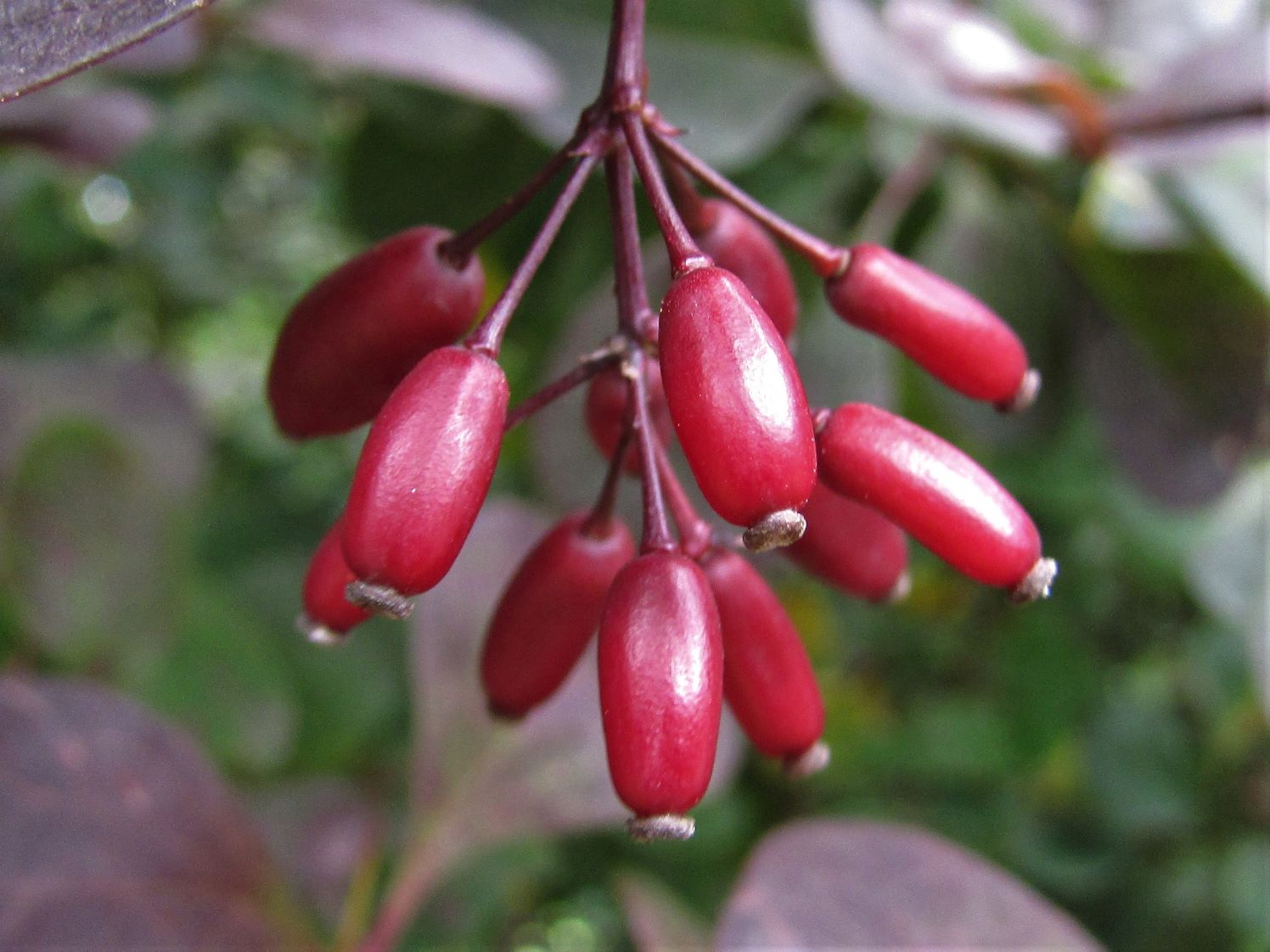 Barberry Seeds - Japanese
