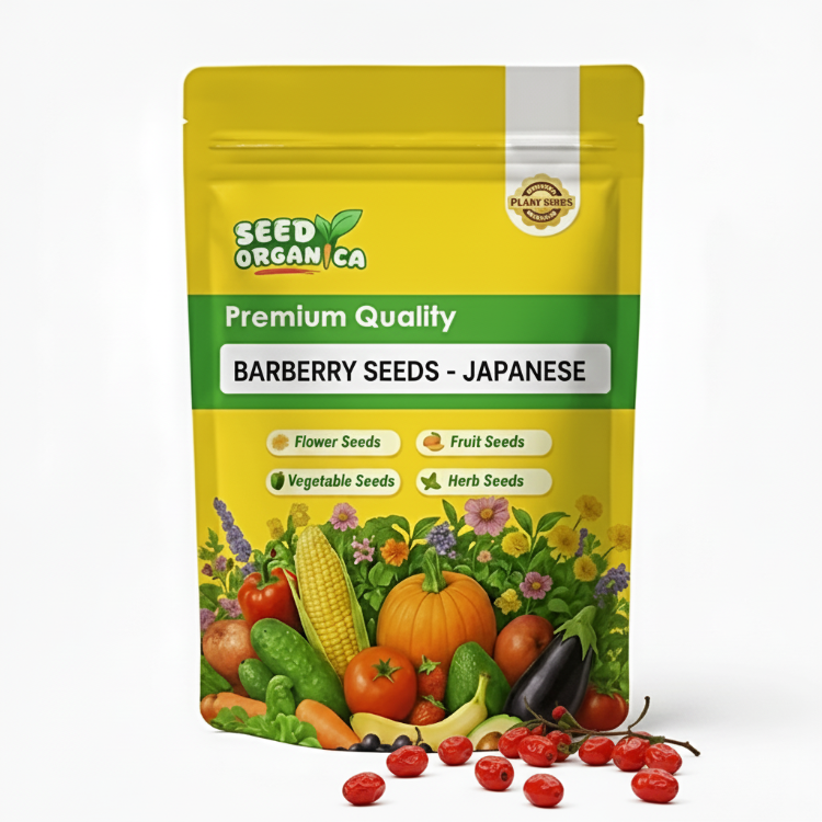 Barberry Seeds - Japanese