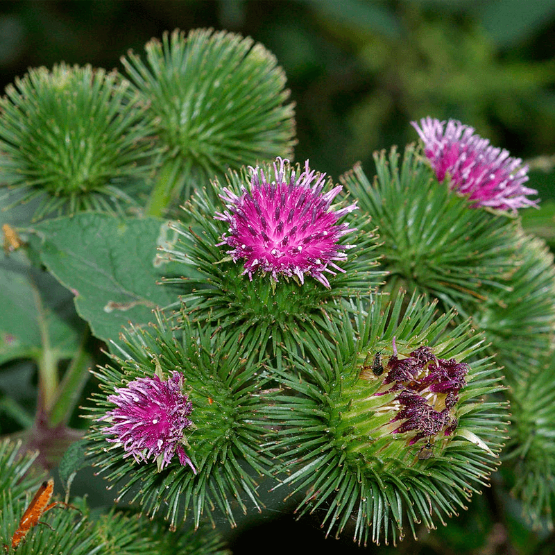 Bardana Seeds – Wildflower Mix
