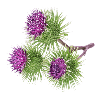 Bardana Seeds – Wildflower Mix
