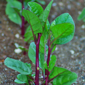 Basella Rubra Seeds - Vegetable Plant
