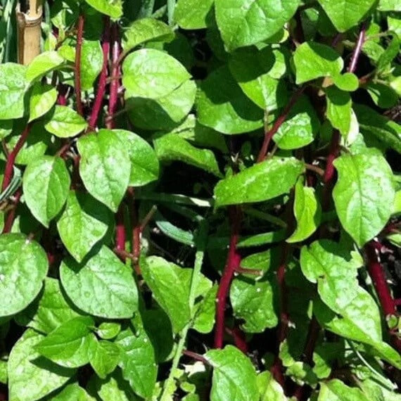 Basella Rubra Seeds - Vegetable Plant