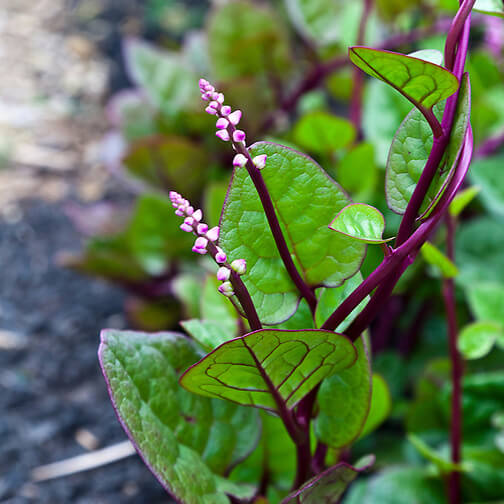 Basella Rubra Seeds - Vegetable Plant