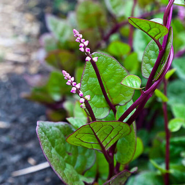 Basella Rubra Seeds - Vegetable Plant