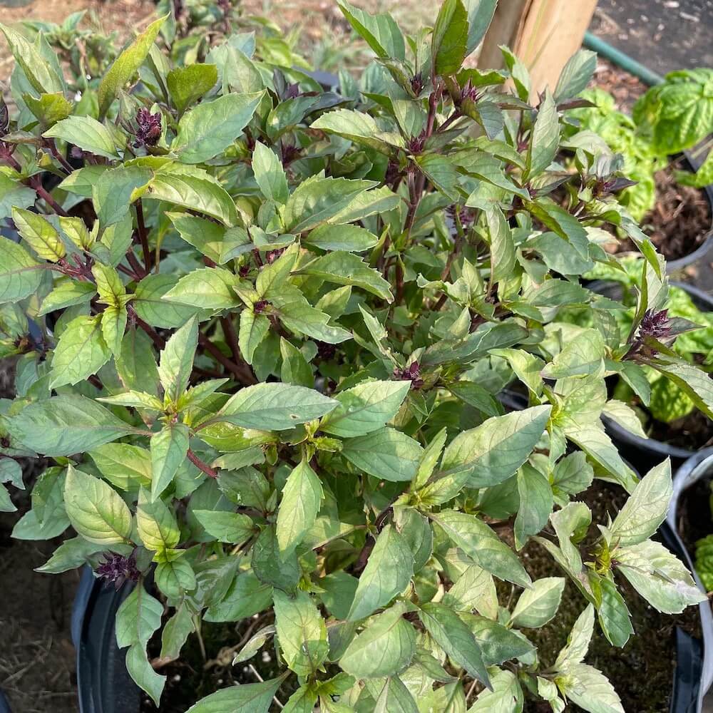 Basil Seeds – Anise Persian