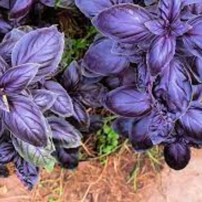 Basil Seeds – Aromatic