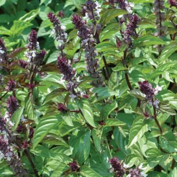 Basil Seeds – Cinnamon Ocimum Basilicum