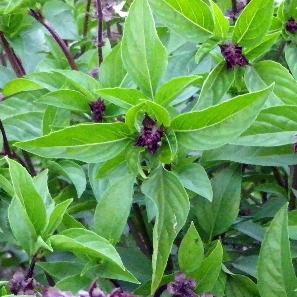 Basil Seeds – Cinnamon
