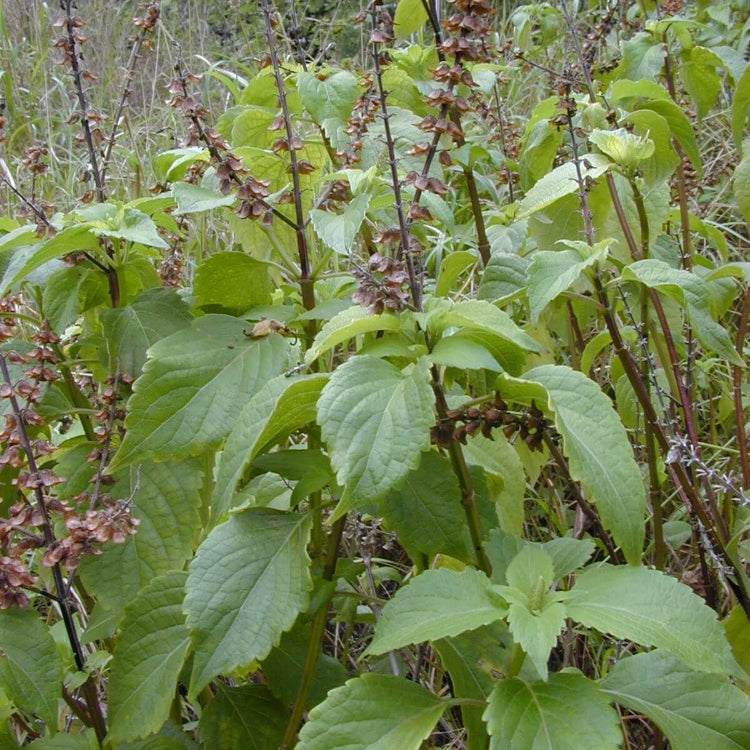 Basil Seeds – Clove Ocimum Gratissimum