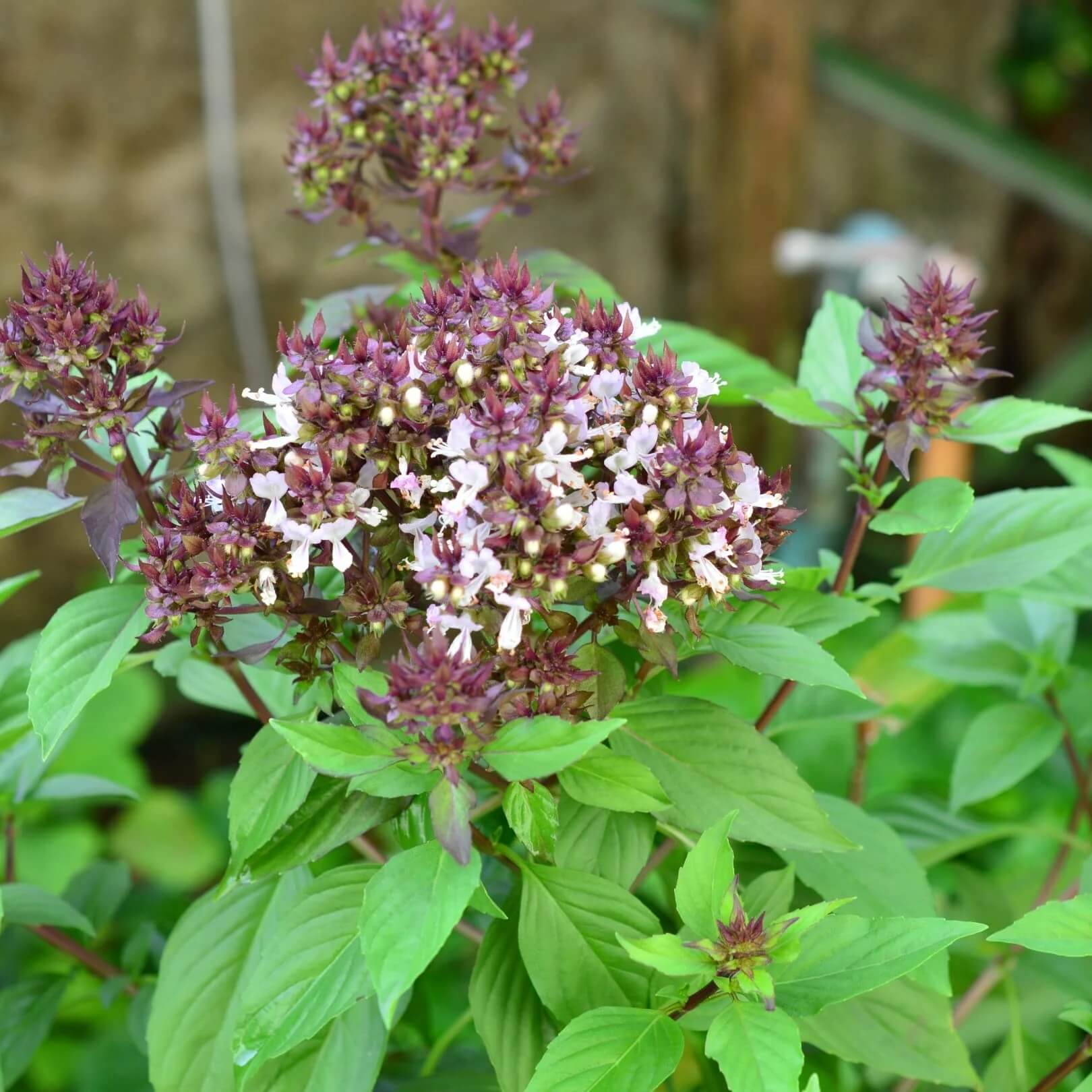 Basil Seeds – Clove Ocimum Gratissimum