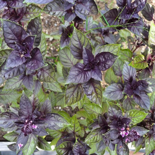 Basil Seeds – Corsican Organic