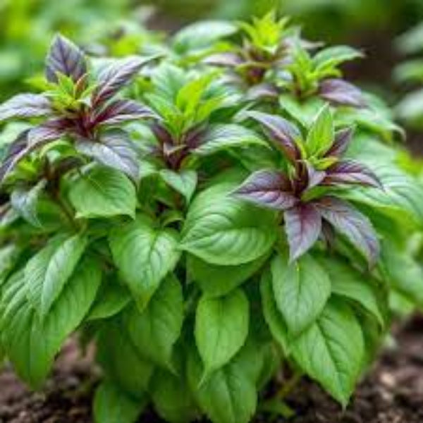 Basil Seeds – Corsican Organic