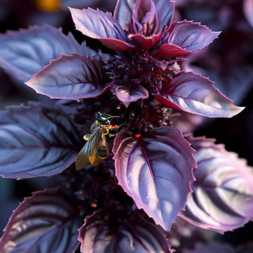 Basil Seeds – Dark Opal
