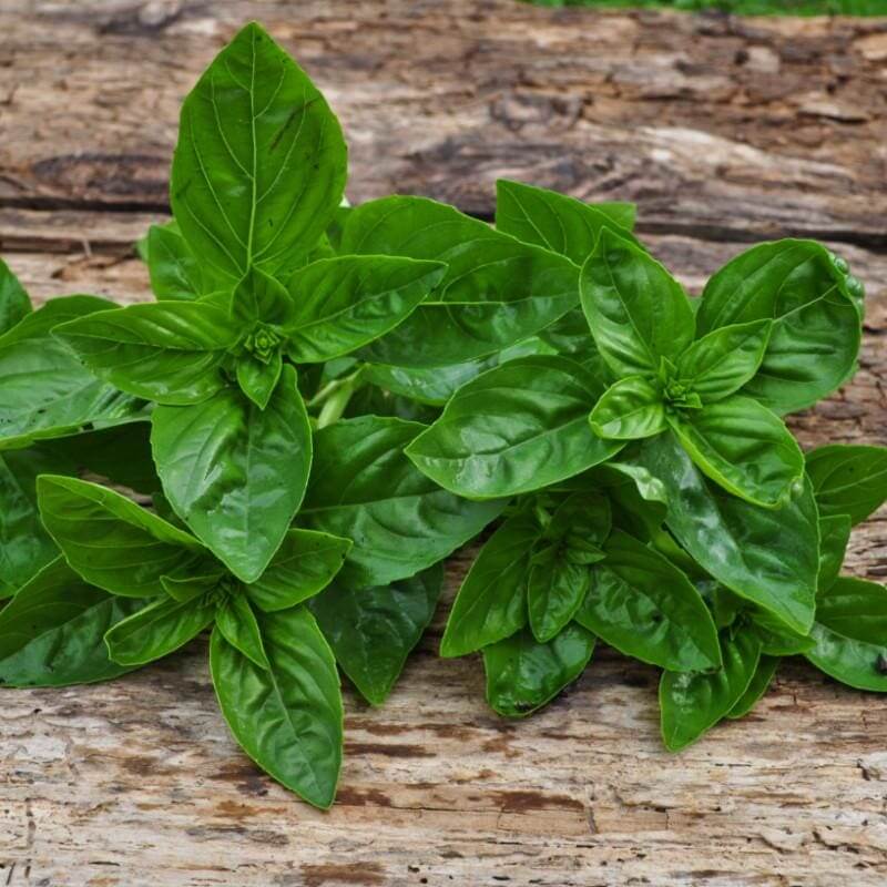 Basil Seeds – Dolce Fresca Ocimum Basilicum