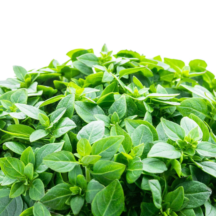 Basil Seeds – Dwarf Greek

