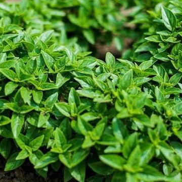 Basil Seeds – Dwarf Greek Ocimum Basilicum