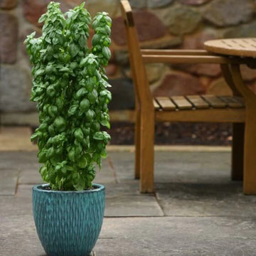 Basil Seeds – Everleaf Emerald Towers