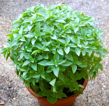Basil Seeds – Fino Verde