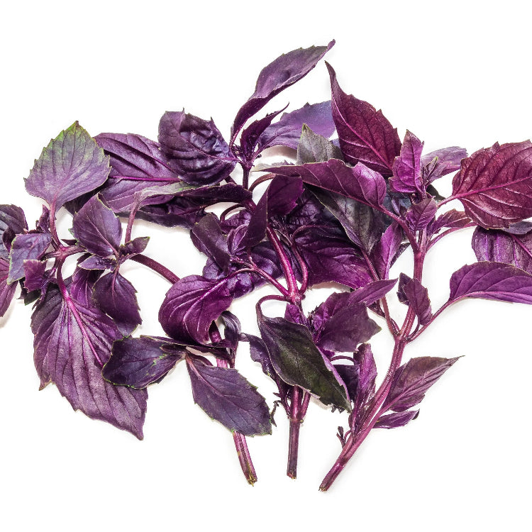 Basil Seeds – Fino Verde & Purple Ruffles
