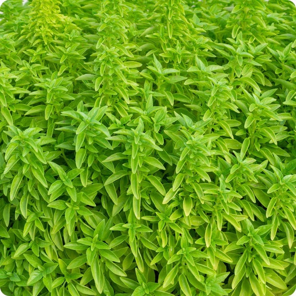 Basil Seeds – Fino Verde