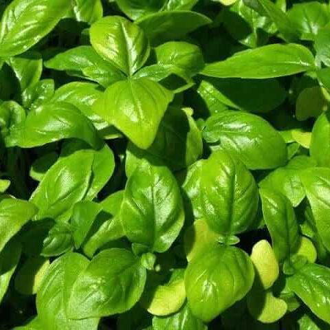 Basil Seeds – Genovese Ocimum Basilicum