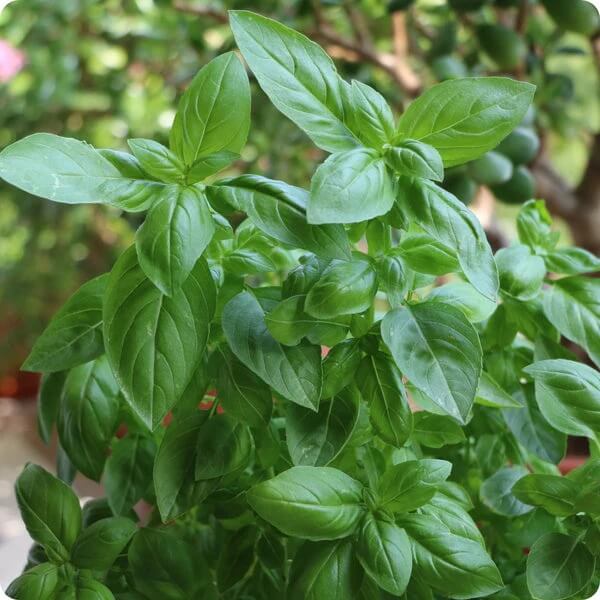 Basil Seeds – Genovese Ocimum Basilicum
