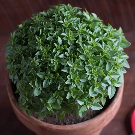 Basil Seeds – Greek, Fresh & Aromatic