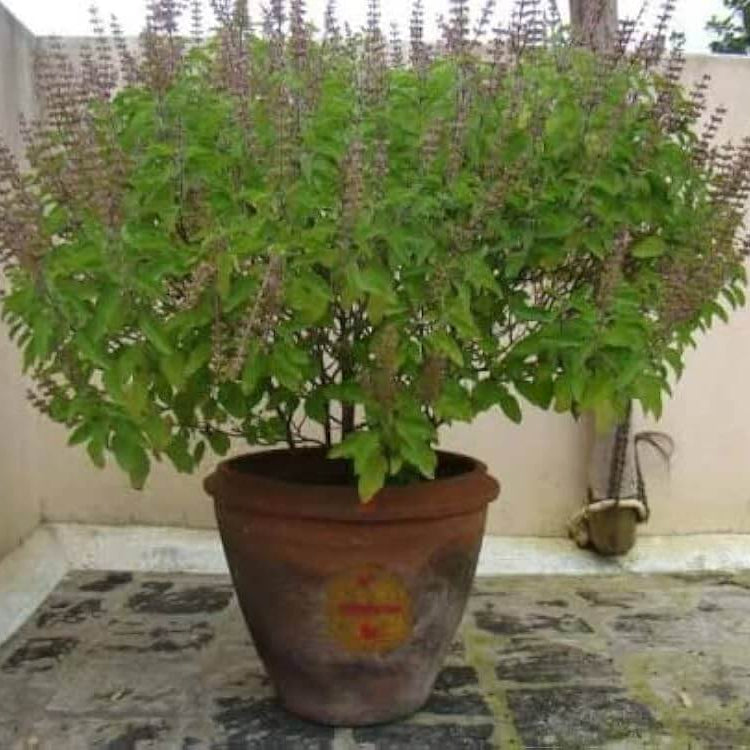 Basil Seeds – Holy Basil HR360 Ocimum Sanctum