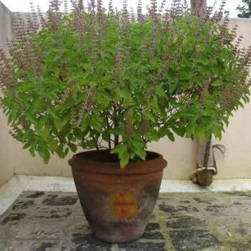 Basil Seeds – Holy Basil HR360 Ocimum Sanctum