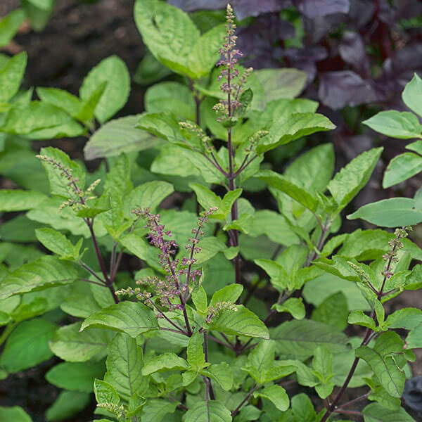 Basil Seeds – Holy Basil HR360 Ocimum Sanctum