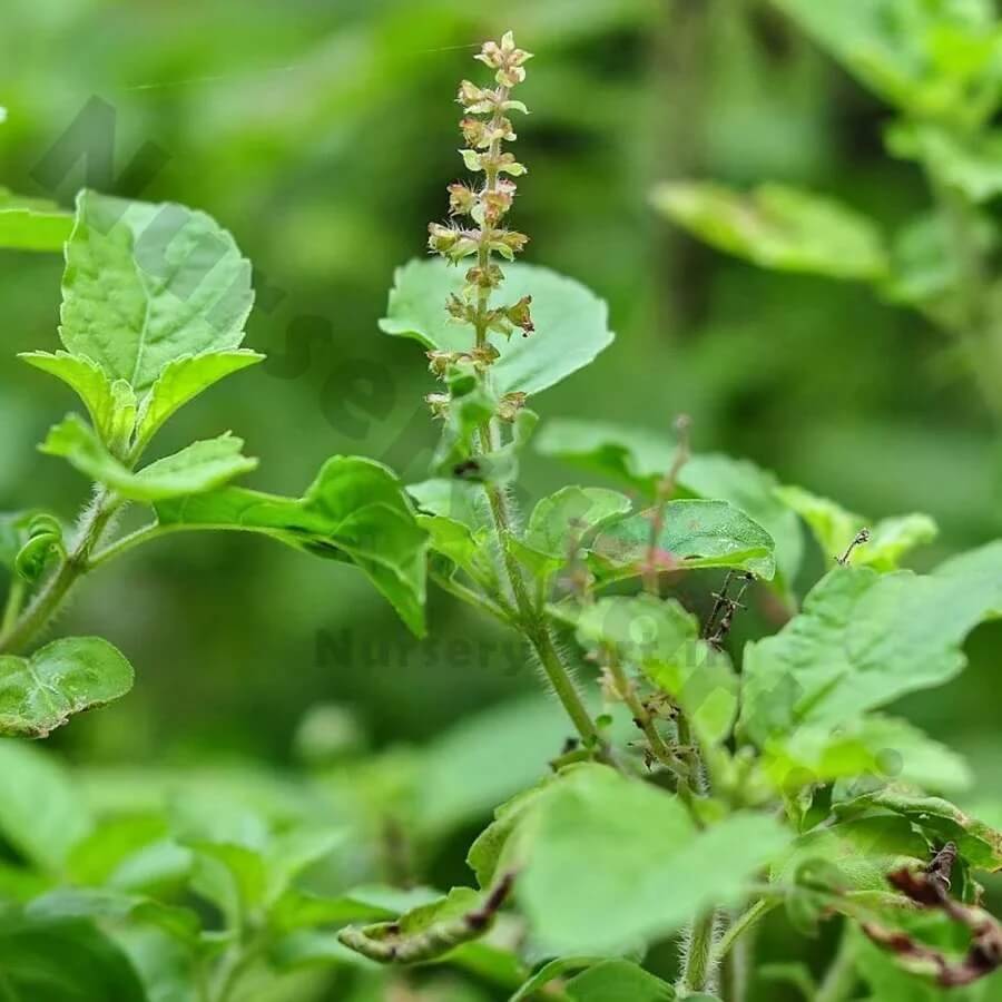 Basil Seeds – Holy Basil Ocimum Tenuiflorum