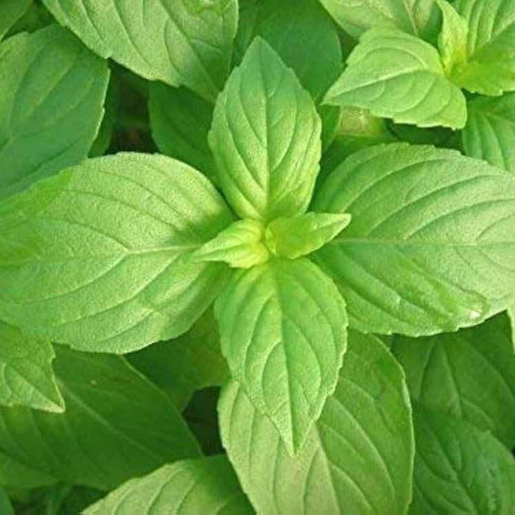 Basil Seeds – Lemon
