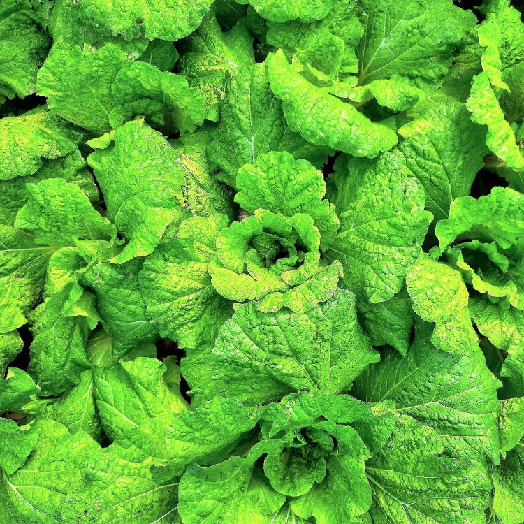 Basil Seeds – Lettuce Leaf
