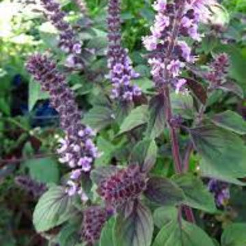 Basil Seeds – Licorice Ocimum Basilicum