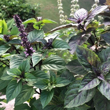 Basil Seeds – Long Bloom Season Heirloom