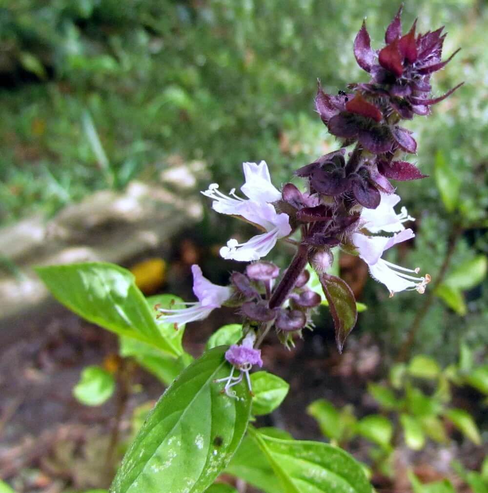 Basil Seeds – Long Bloom Season Heirloom
