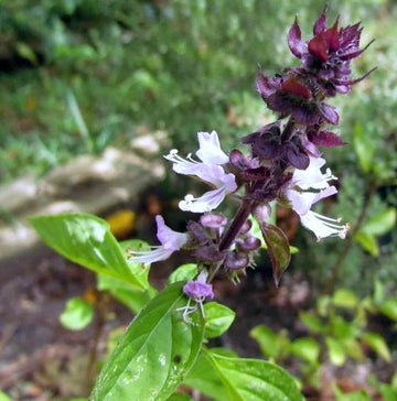 Basil Seeds – Long Bloom Season Heirloom