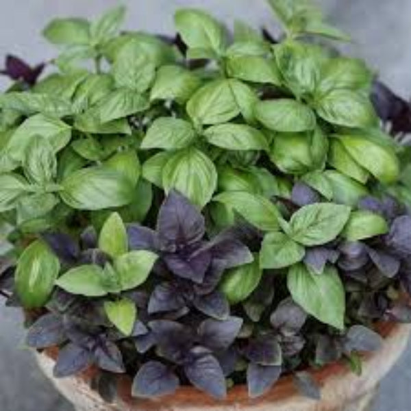 Basil Seeds – Mix