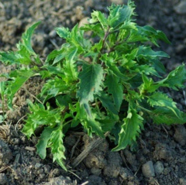 Basil Seeds – Mrihani Ocimum Basilicum Organic