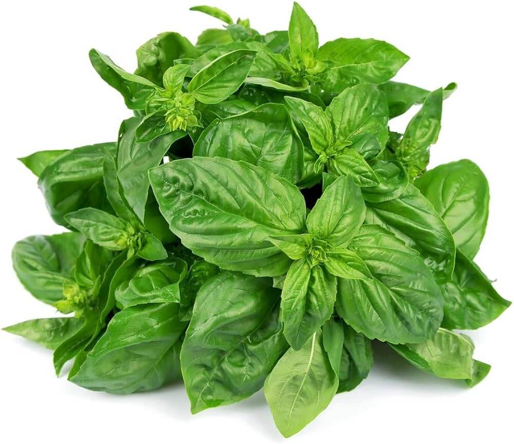 Basil Seeds – Nufar Ocimum Basilicum Organic