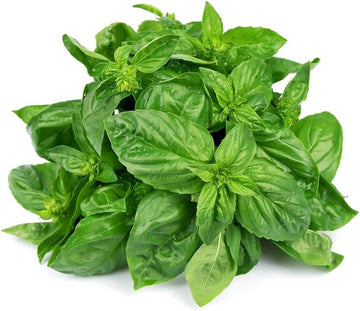 Basil Seeds – Nufar Ocimum Basilicum Organic