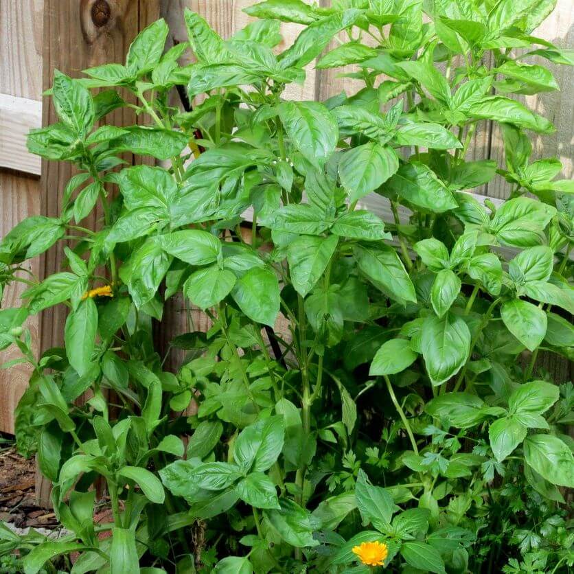 Basil Seeds – Nufar Ocimum Basilicum Organic