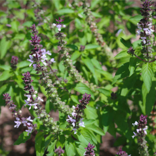Basil Seeds – Ocimum Basilicum
