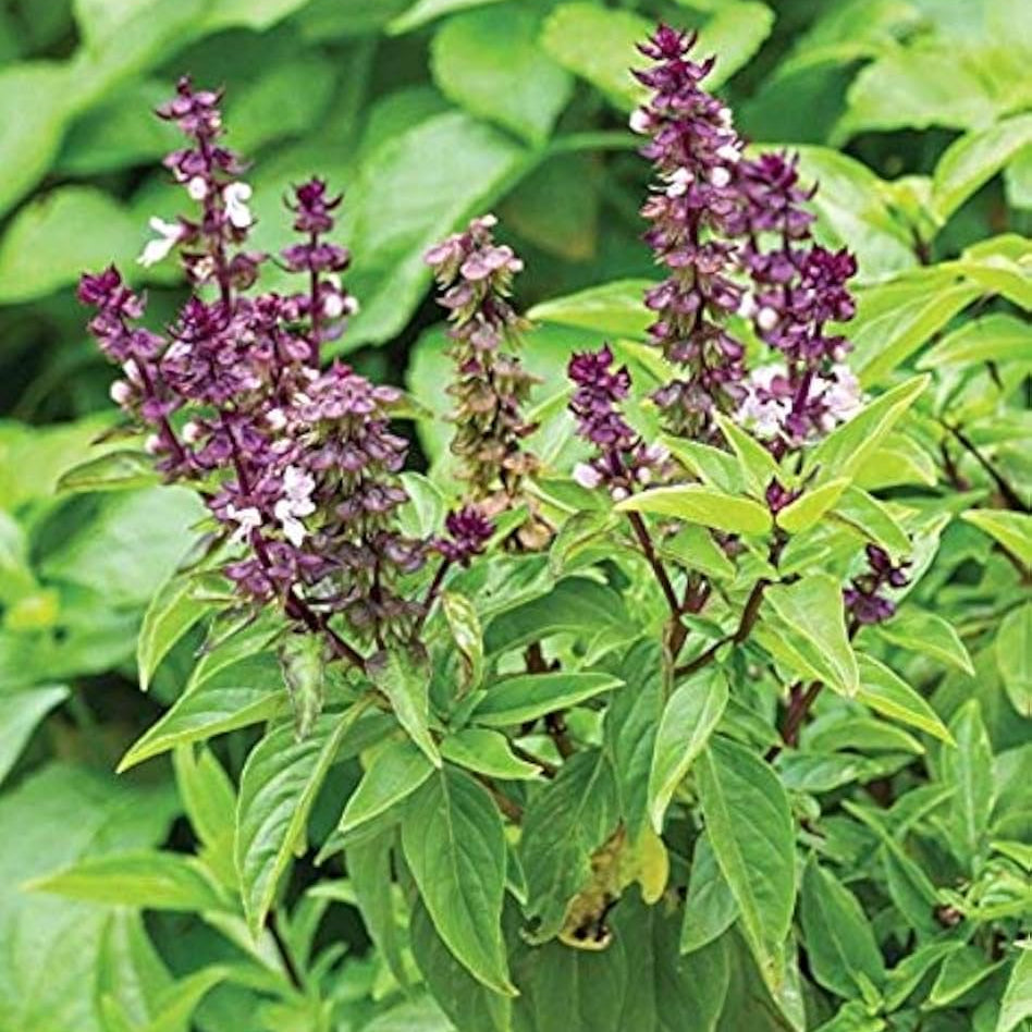 Basil Seeds – Ocimum Basilicum
