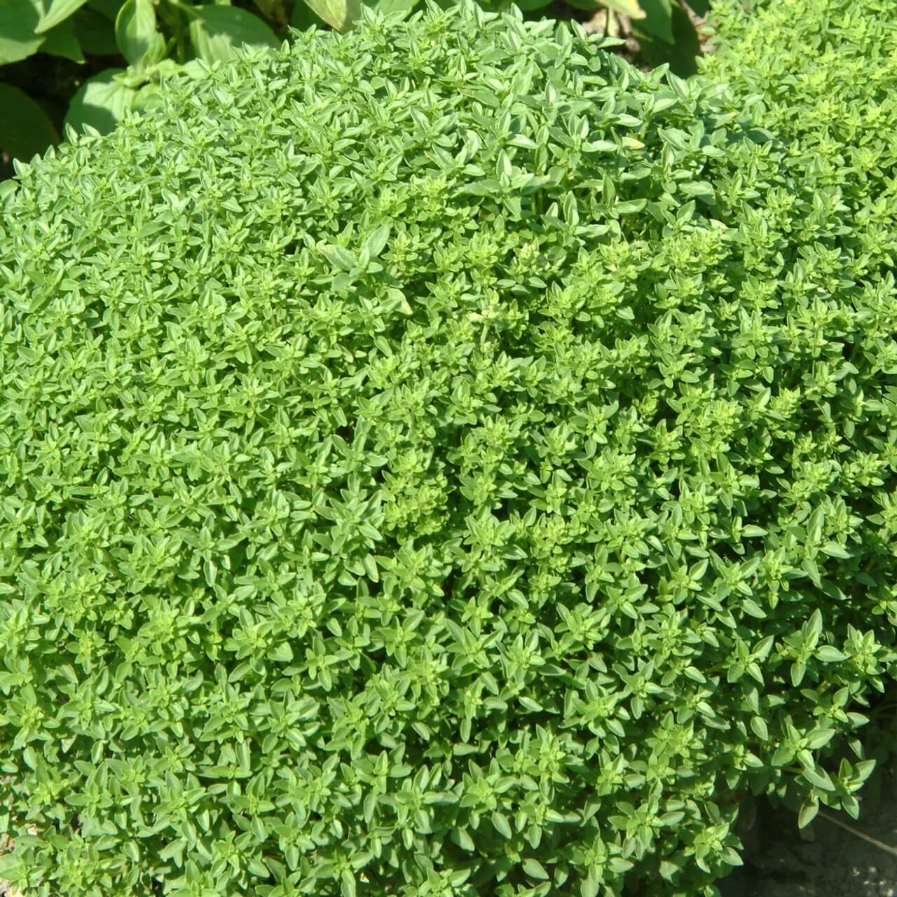 Basil Seeds – Spicy Bush Ocimum Basilicum