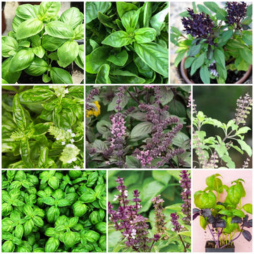 Basil Seeds - All In One For Home Gardens