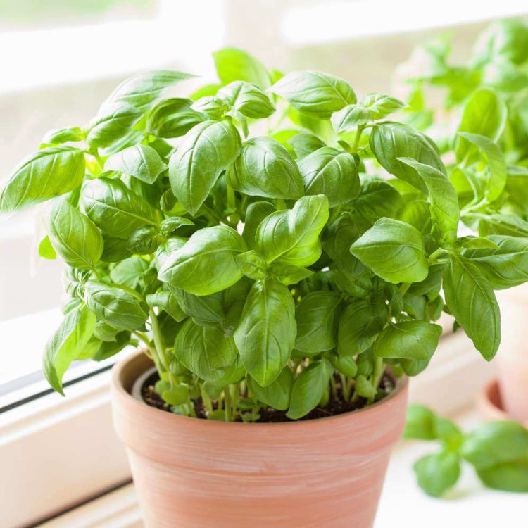 Basil Seeds - All In One For Home Gardens