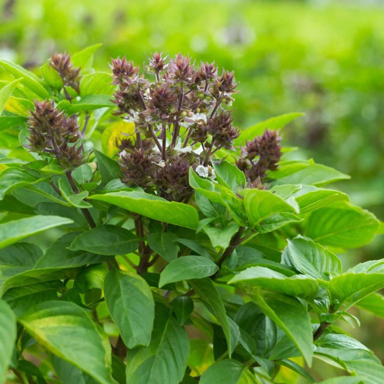 Basil Seeds - All In One For Home Gardens