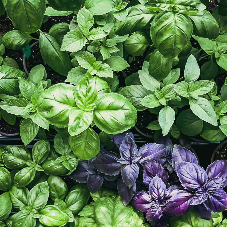 Basil Seeds - All In One For Home Gardens