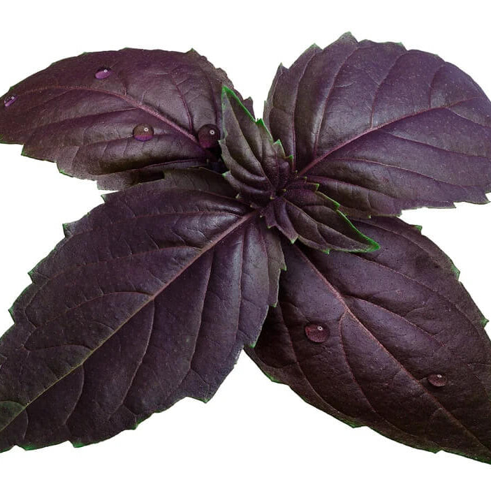 Basil Seeds – Purple